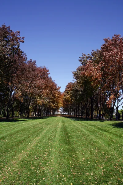 Trees in a Park — Stock Photo, Image