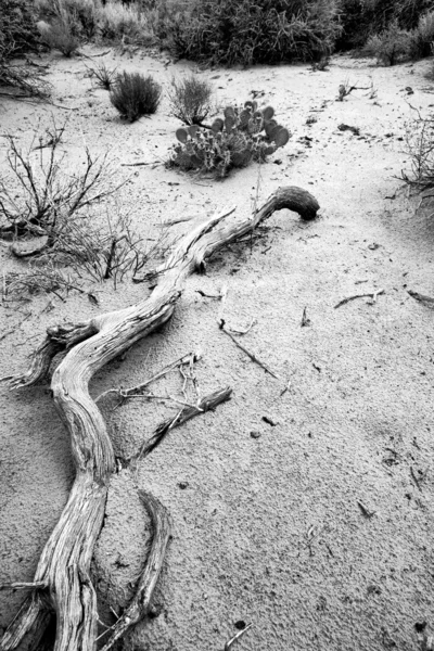 stock image Path to Sand Dunes in Snow Canyon - Utah