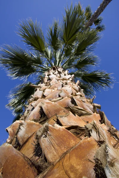 Крупним планом на дереві Plam — стокове фото
