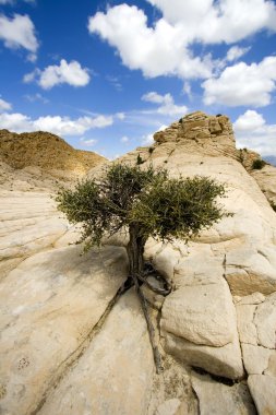 Close up on the Rocks with a Small Tree clipart