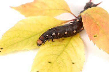 Caterpillar sonbahar renkleri