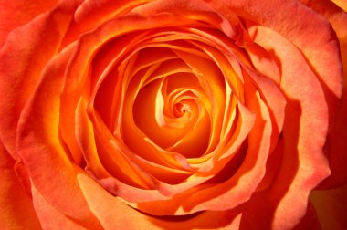Orange Rose clipart