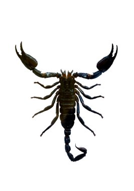 Scorpion clipart