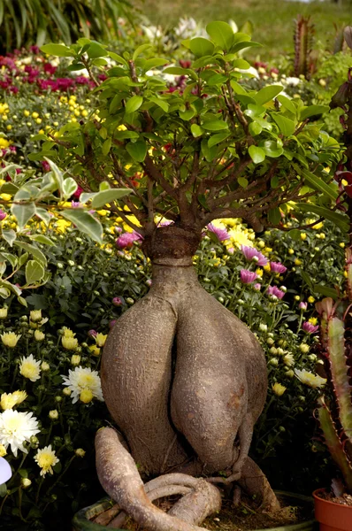 Дерево Бонсай — стоковое фото