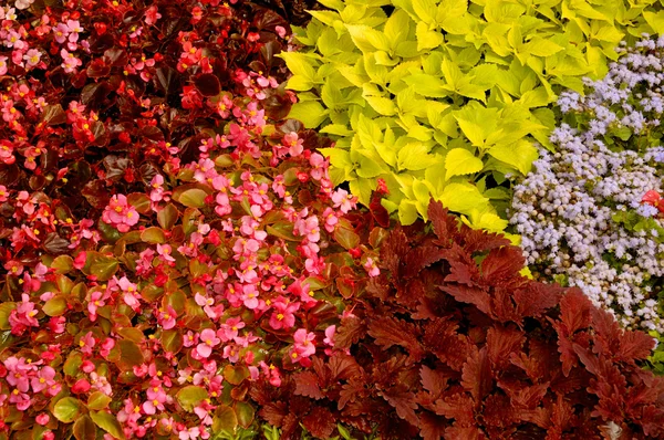 Flower Arrangement Background — Stock Photo, Image