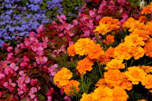 Disposizione dei fiori sfondo — Foto Stock