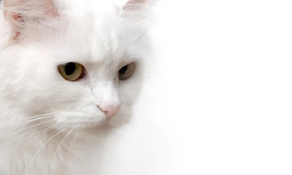 stock image White Cat isolated on white background