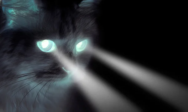 Chat noir effrayant avec des yeux brillants — Photo