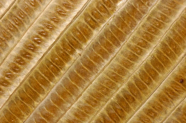 Bambù foglie sfondo — Foto Stock