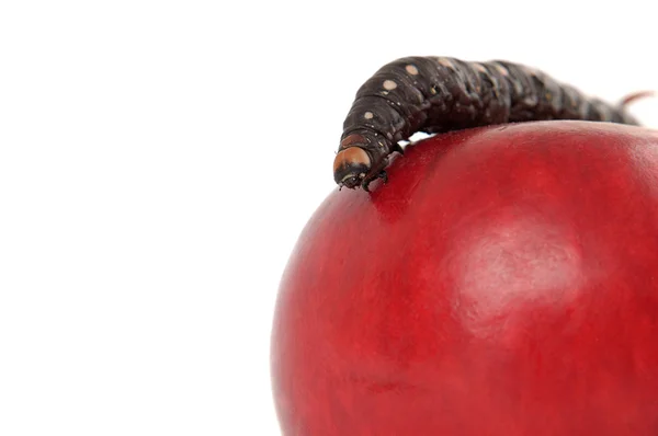 stock image Caterpillar on apple