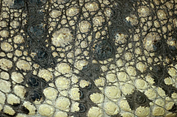 Crocodile Skin Texture — Stock Photo, Image
