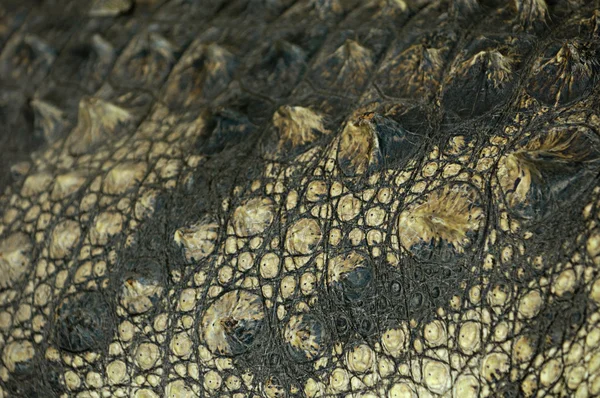 Krokotiilin ihon rakenne — kuvapankkivalokuva
