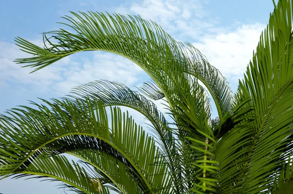 Palmiye ağacı yaprakları — Stok fotoğraf