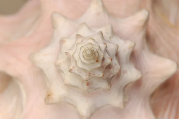 Seashell torenspits abstracte natuurlijke textuur — Stockfoto