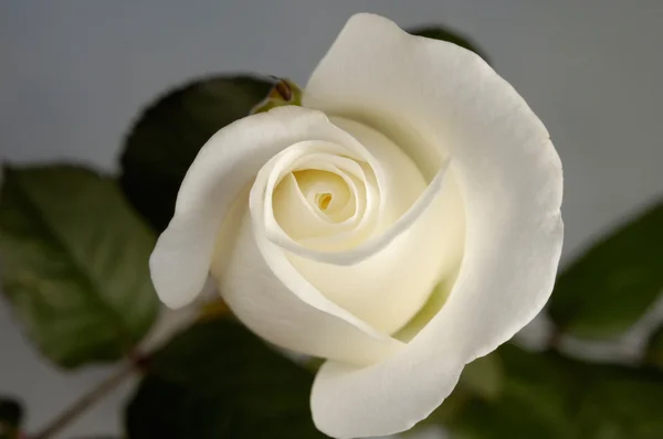 Красивая белая роза — стоковое фото
