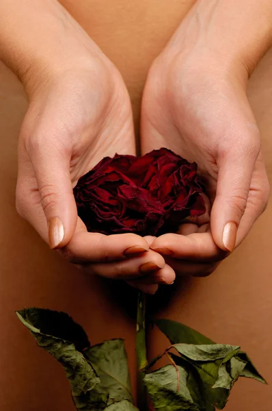 Mujer con una rosa roja marchita — Foto de Stock