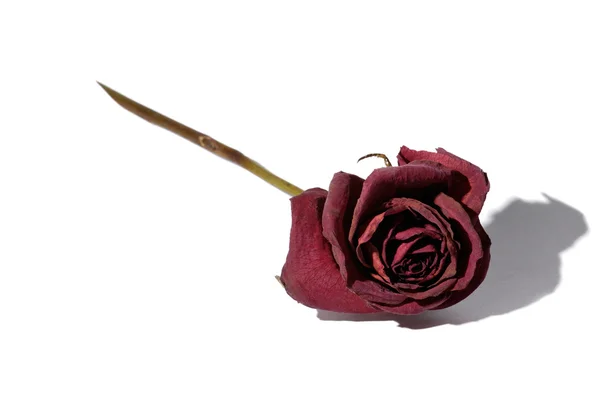 Rosa roja marchita — Foto de Stock