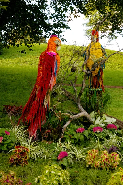 艺术景观园艺鹦鹉花布置 — 图库照片#