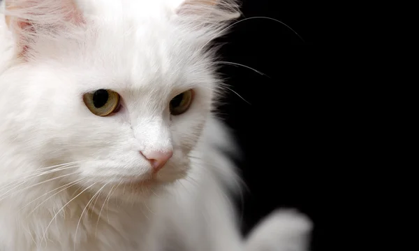 孤立在黑色背景上的白色猫 免版税图库照片