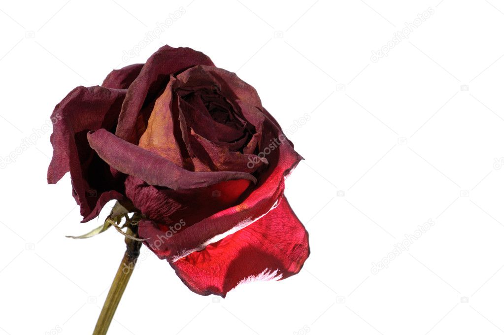 Withered Red Rose