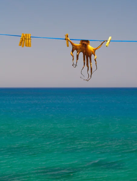 Kuru Mürekkep balığı