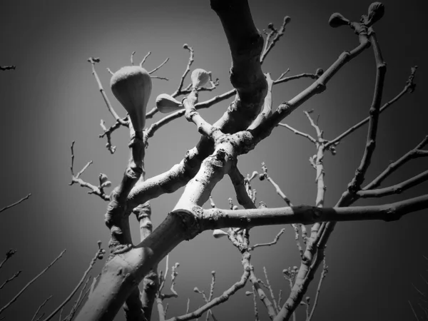 Κλαδιά δέντρων — Φωτογραφία Αρχείου
