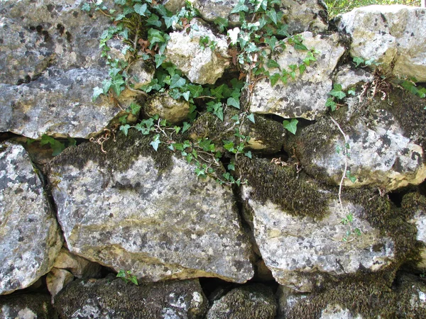 Pedras com uma flora — Fotografia de Stock