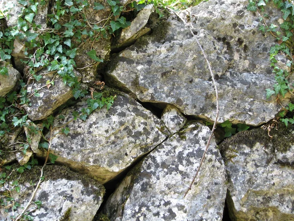 Stenen muur en flora — Stockfoto