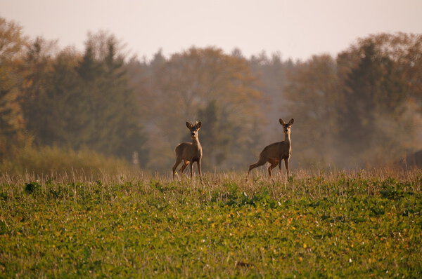 Двое из нас
