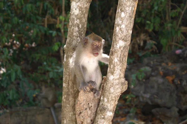Macaco bebé — Fotografia de Stock