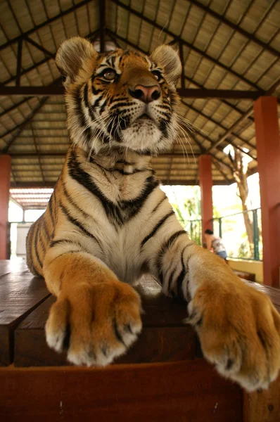 Tigerbaby Stockbild