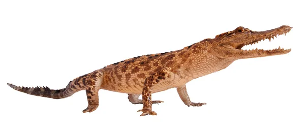 Krokodyl na białym tle na białym tle — Zdjęcie stockowe