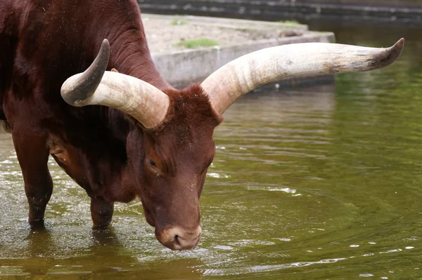 Velké buffalo s obrovské rohy — Stock fotografie
