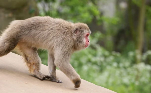 小さな茶色の猿 — ストック写真
