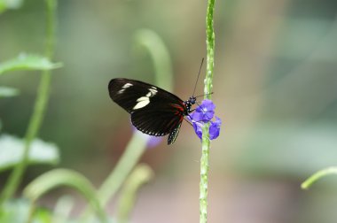 Multi-coloured bright butterfly