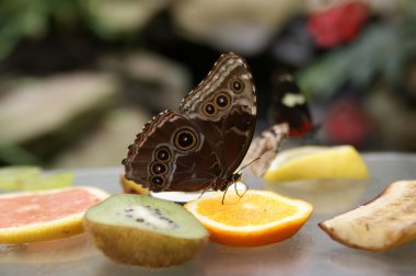 Multi-coloured bright butterfly