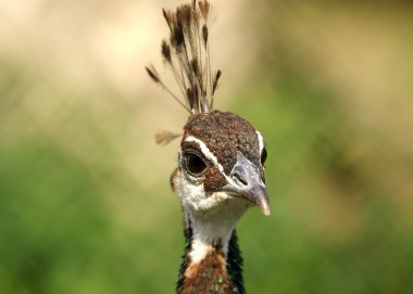 bir polisle peacock