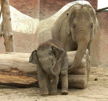 küçük elephan büyük fil inek