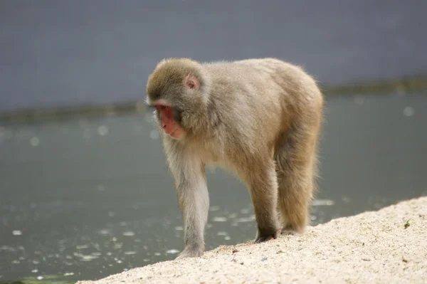 Бурая обезьяна — стоковое фото