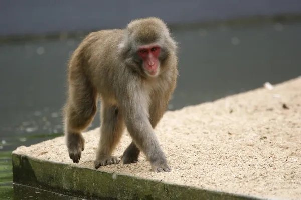 Kleine bruine aap — Stockfoto