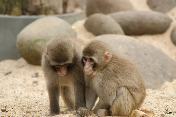 Dos pequeños monos mullidos de color marrón claro — Foto de Stock