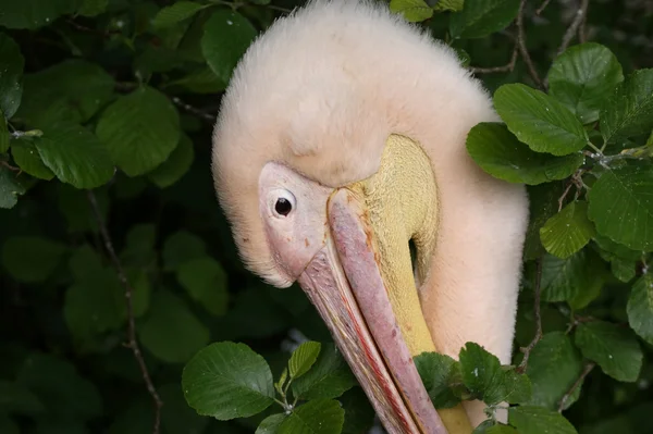 Пеликаны — стоковое фото