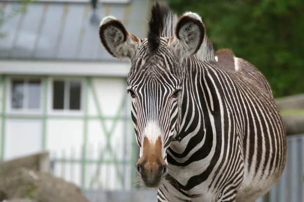 Zebra — Stockfoto