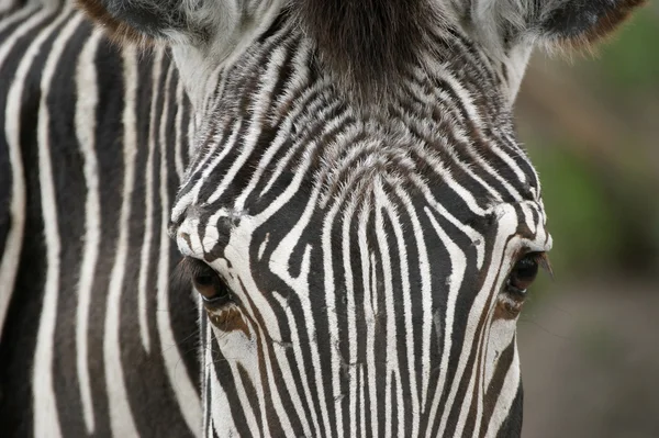 Zebra gezicht — Stockfoto