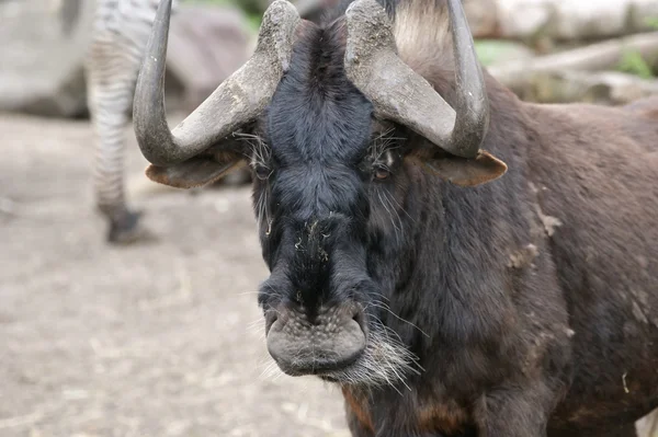 Búfalo grande con cuernos enormes — Foto de Stock
