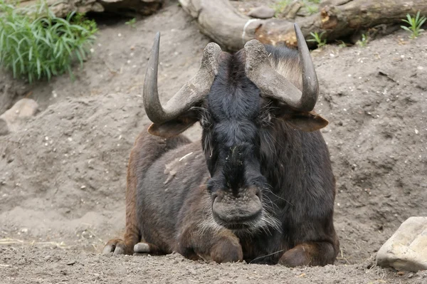 Búfalo grande com chifres enormes — Fotografia de Stock