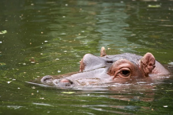 Бегемот в воде — стоковое фото