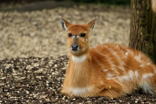 Giallo brillante antilope sdraiato — Foto Stock