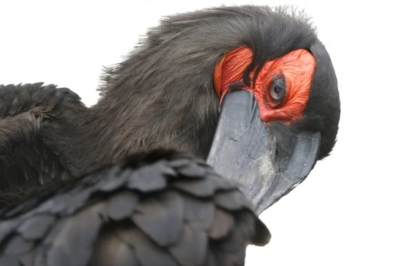 Kafrsky cuervo con cuernos en un perfil —  Fotos de Stock