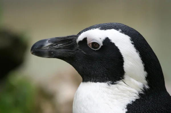 stock image Penguin in a profile